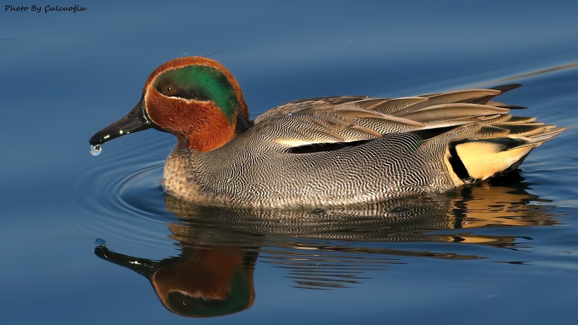 Common Teal