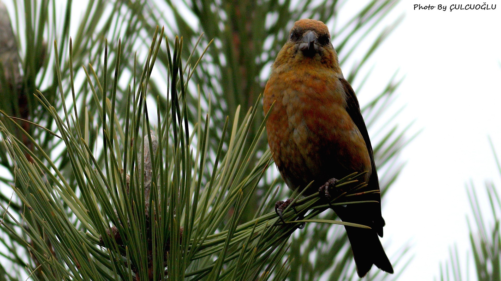 Red Crossbill