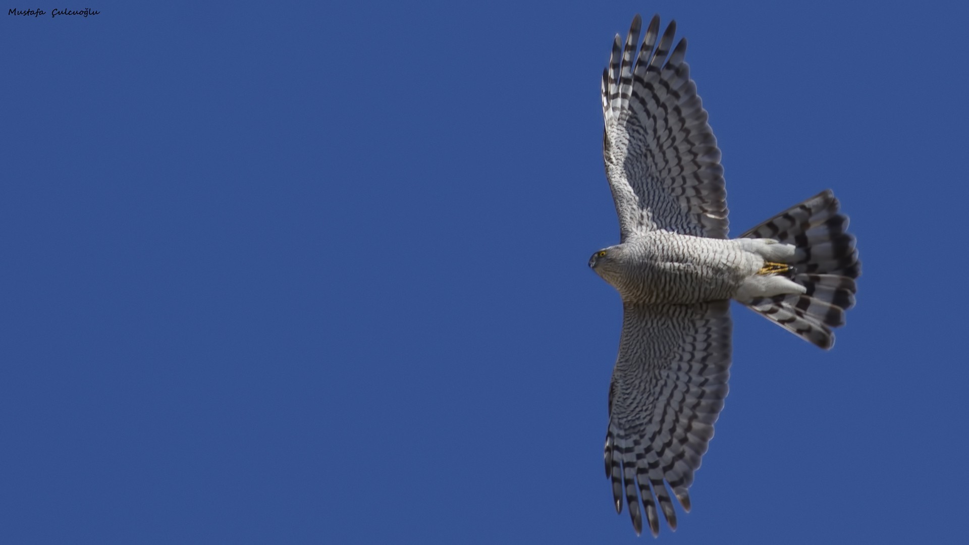 Eurasian Sparrowhawk