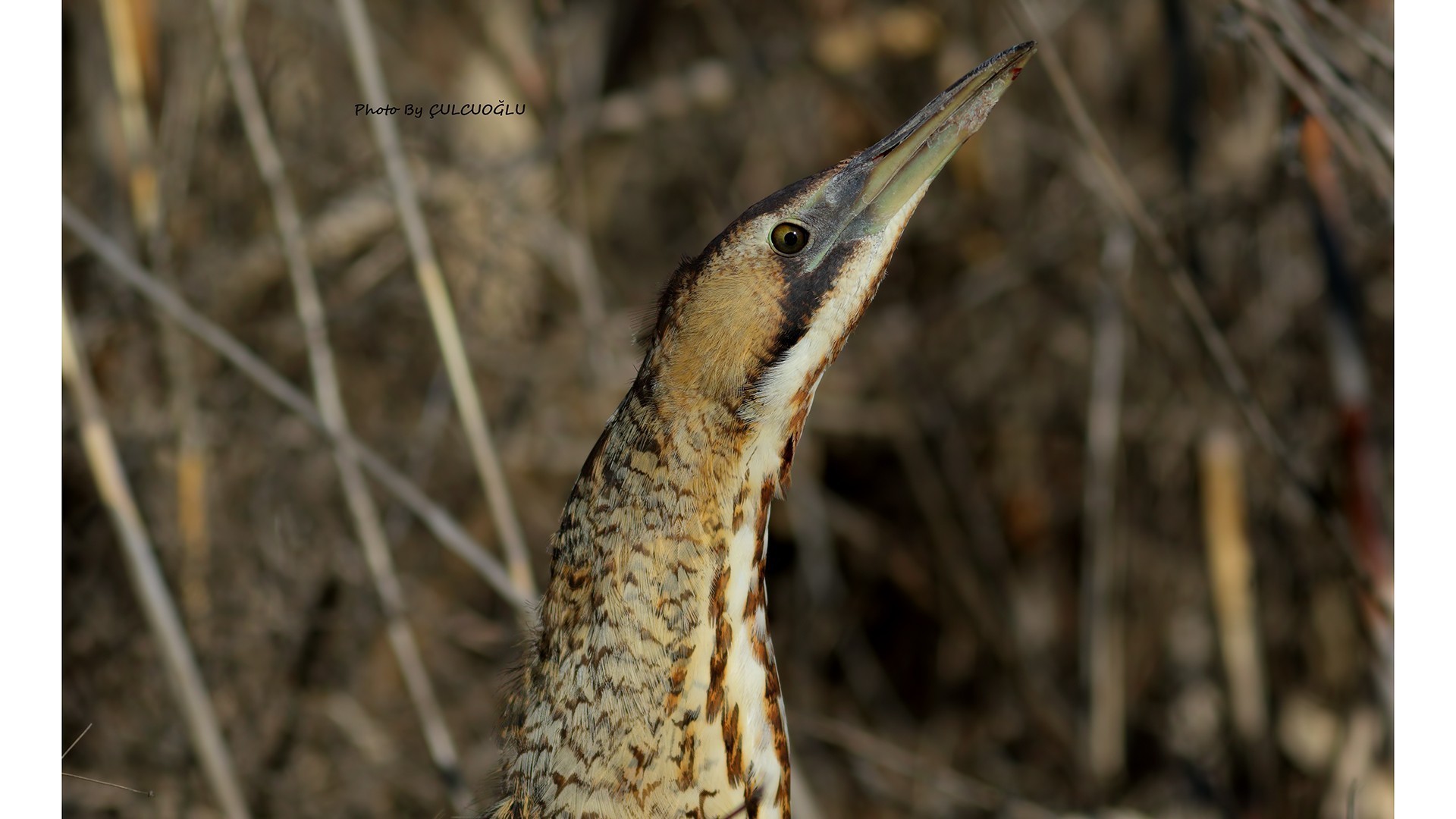 Eurasian Bittern