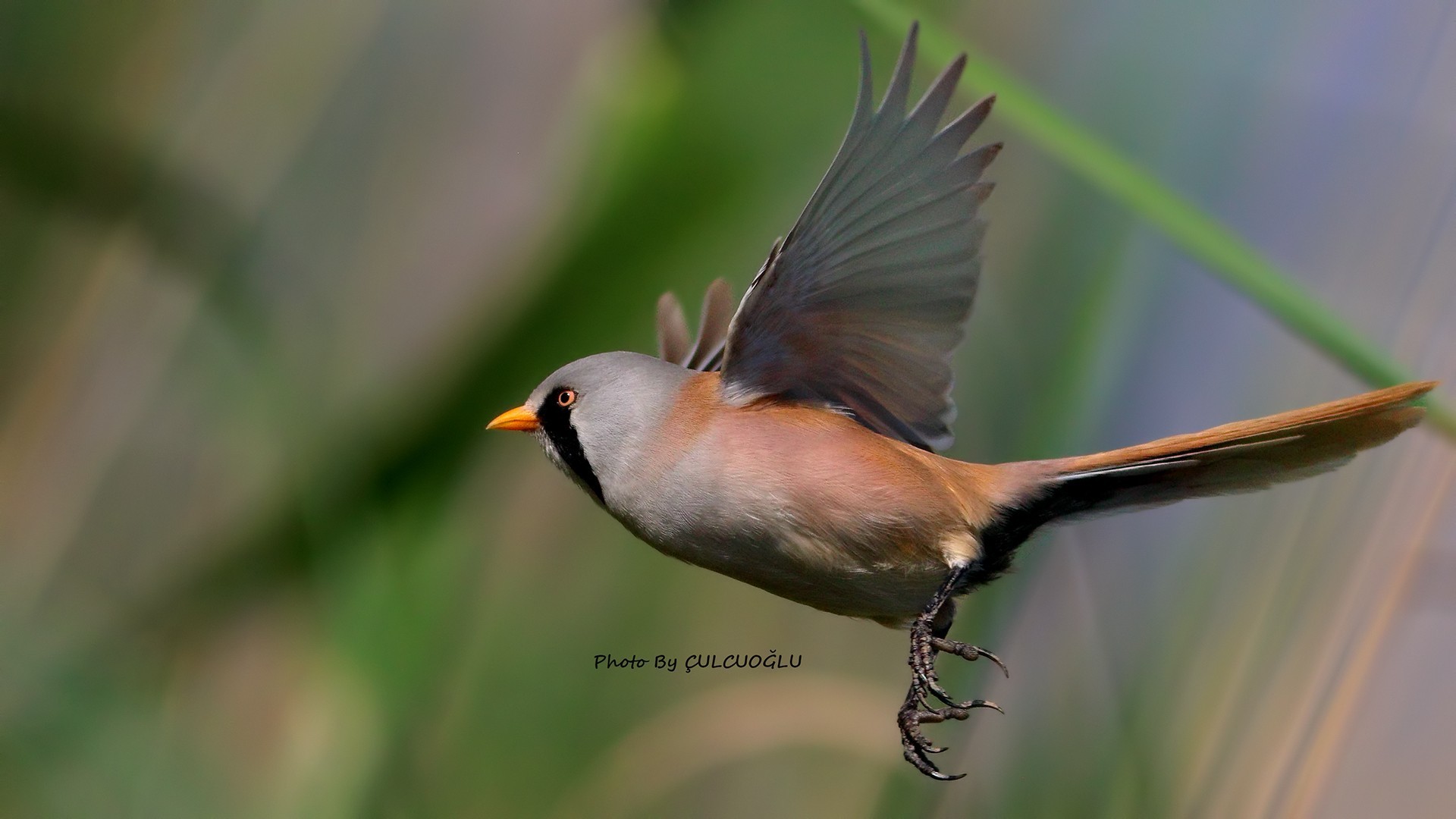 Bearded Parrotbill