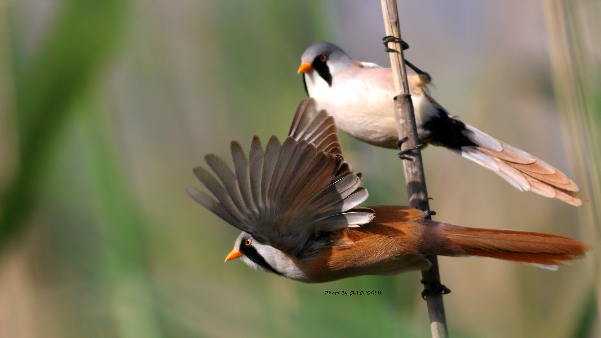 Bearded Parrotbill