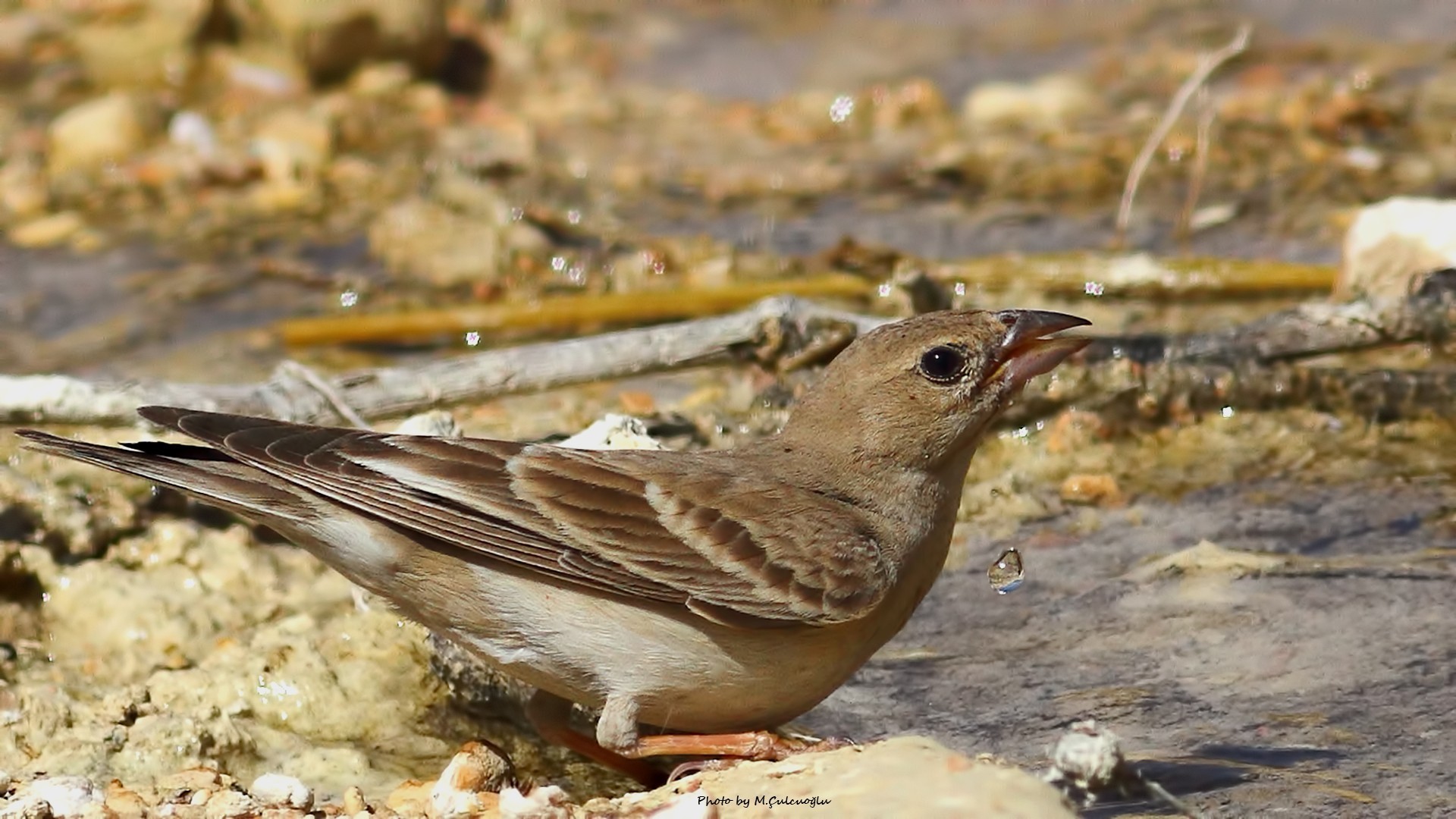 Spanish Sparrow