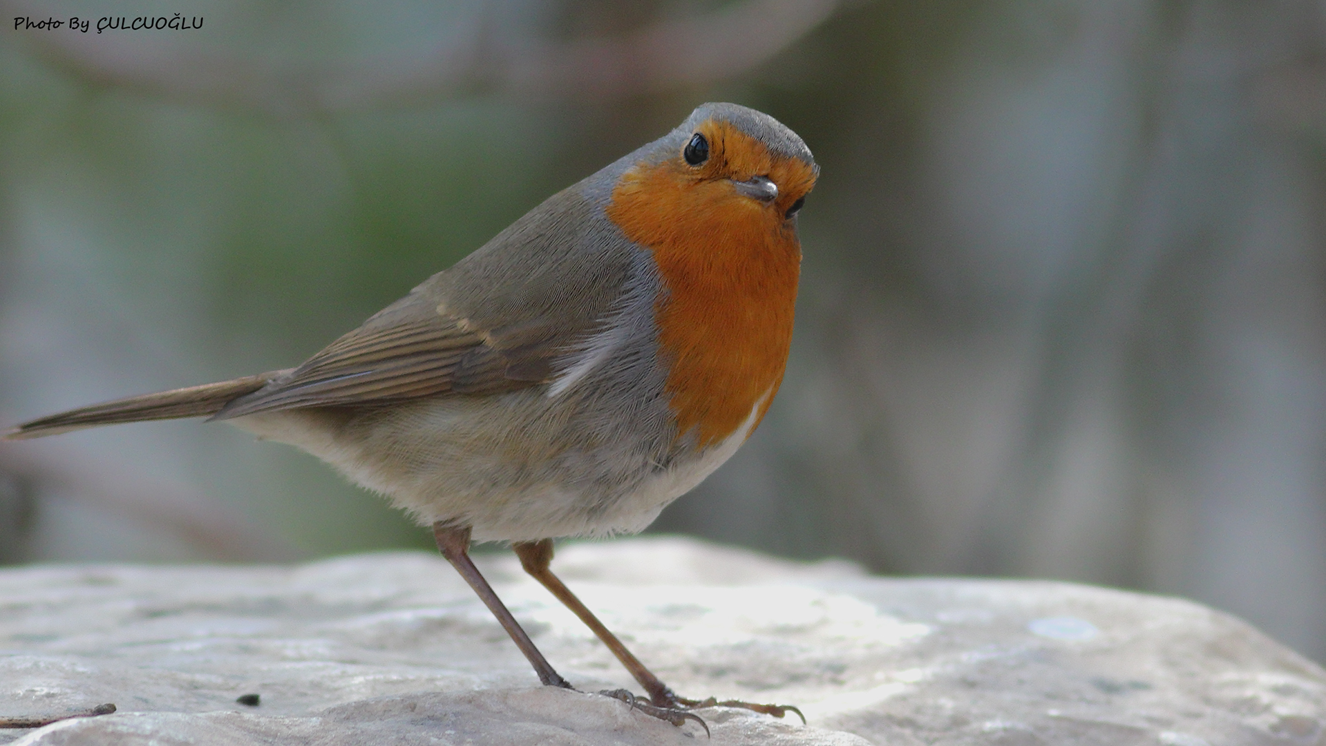 European Robin