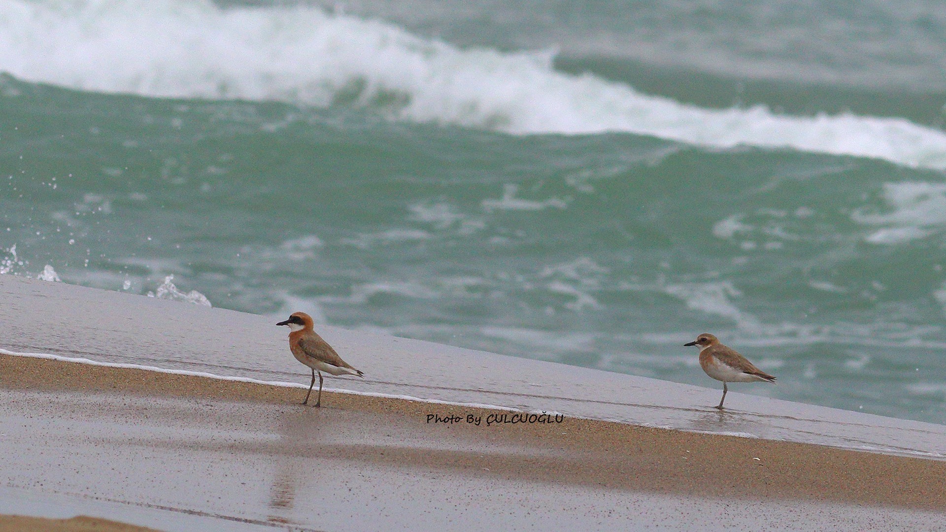 Greater Sandplover