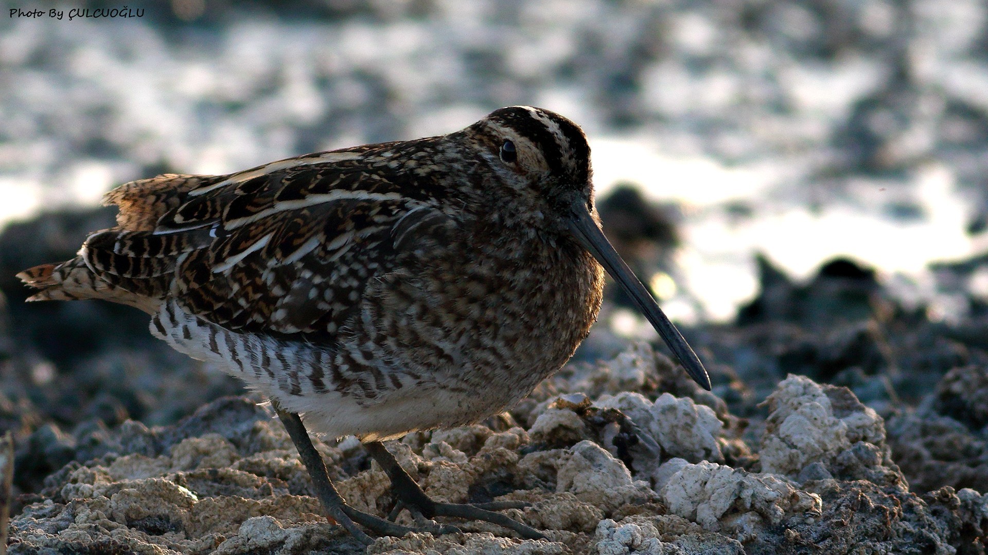Great Snipe