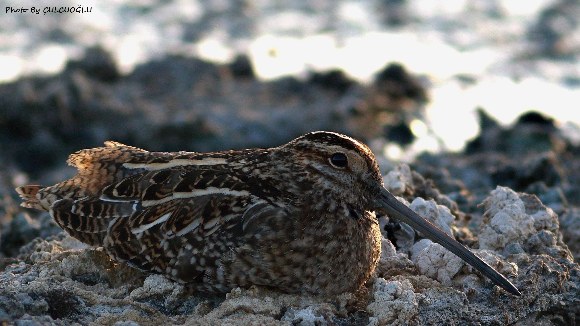 Great Snipe