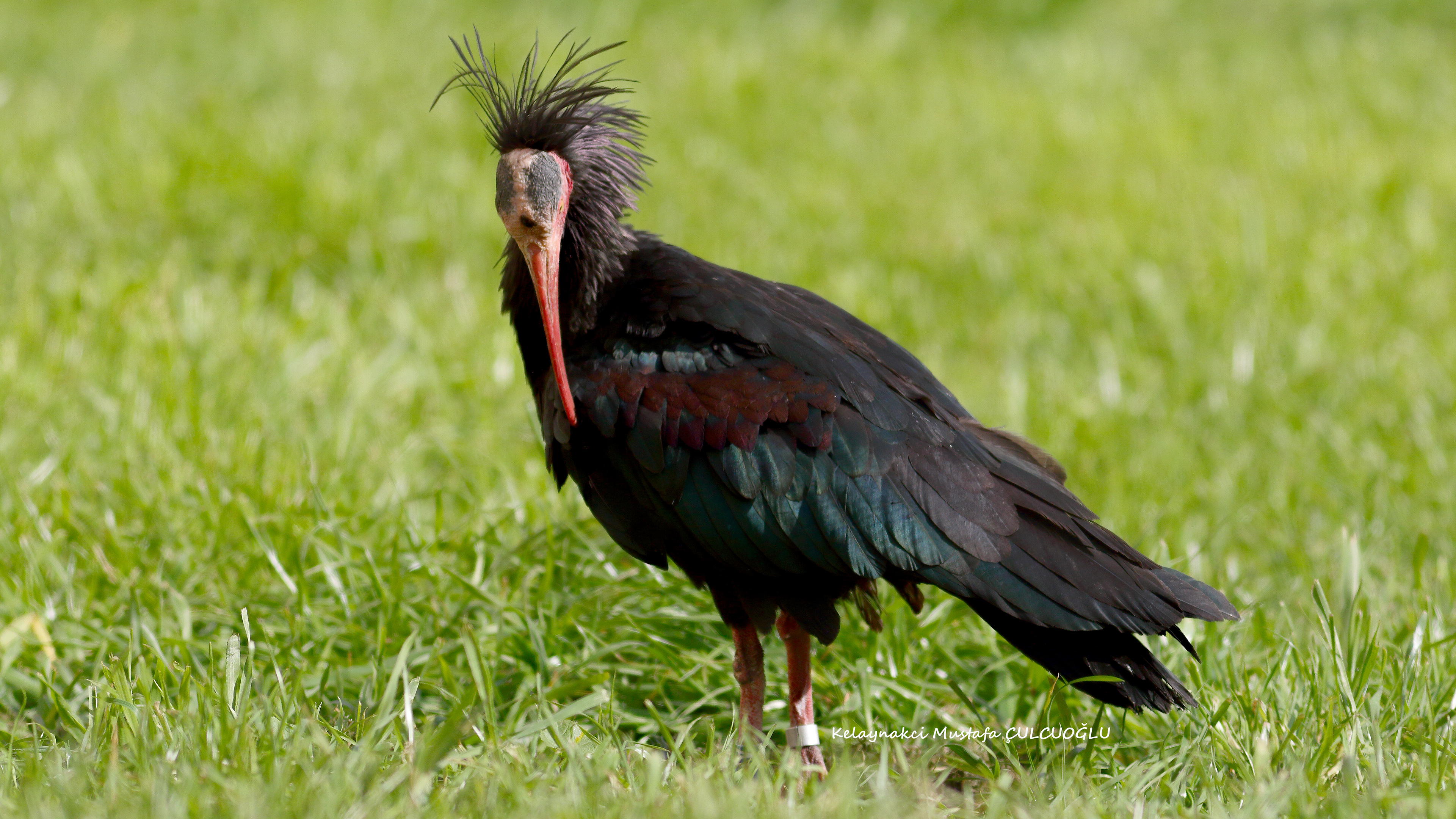 Northern Bald Ibis