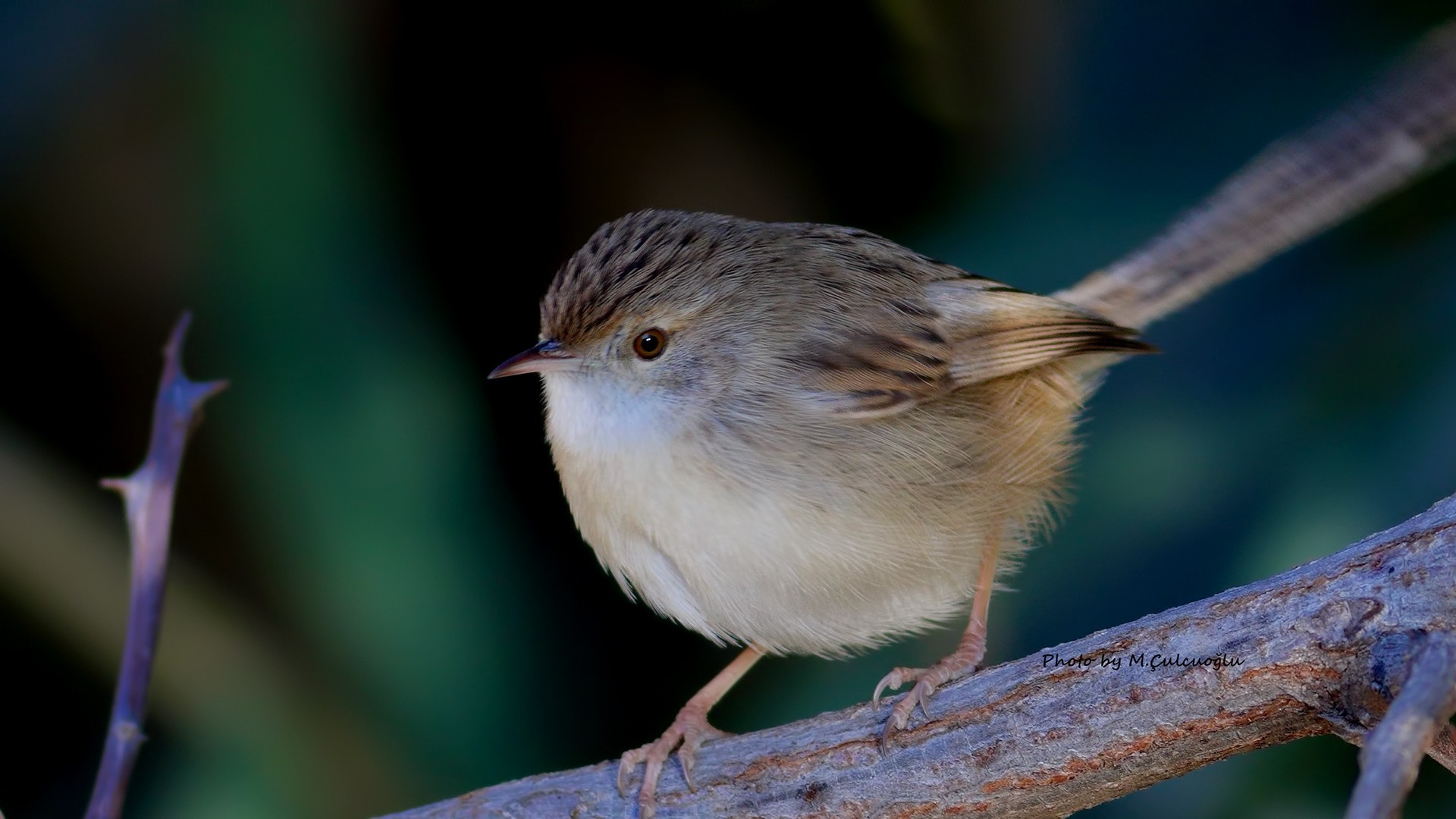 Graceful Prinia