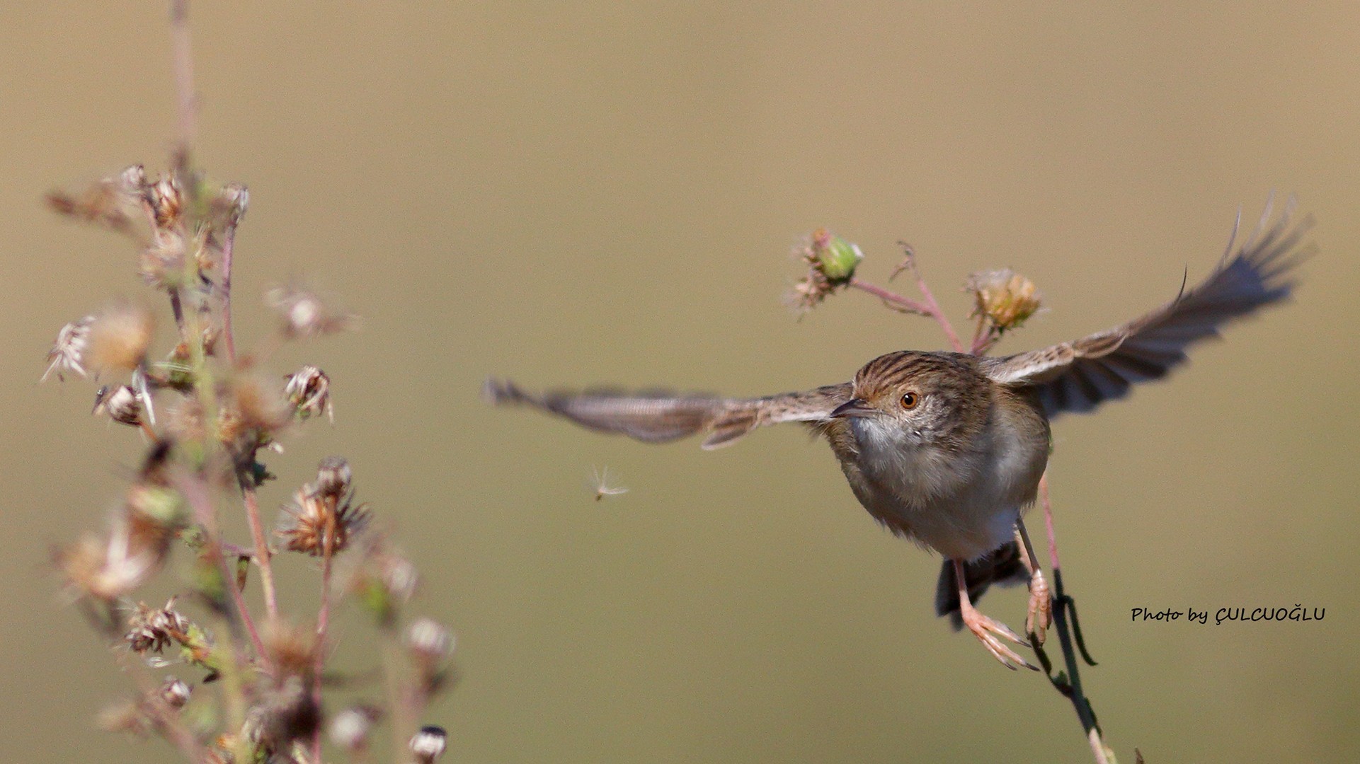 Graceful Prinia