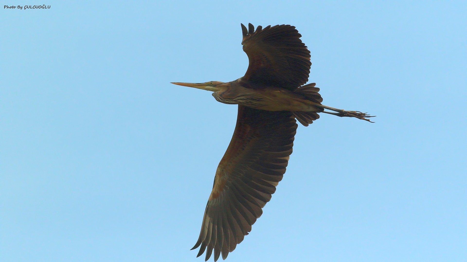 Purple Heron
