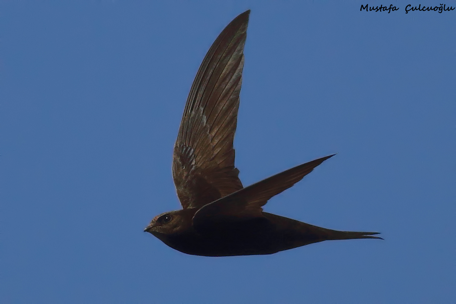 Common Swift