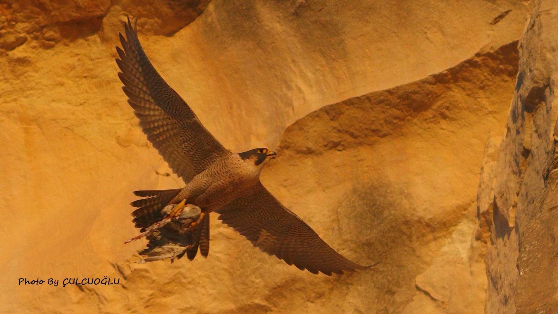 Peregrine Falcon