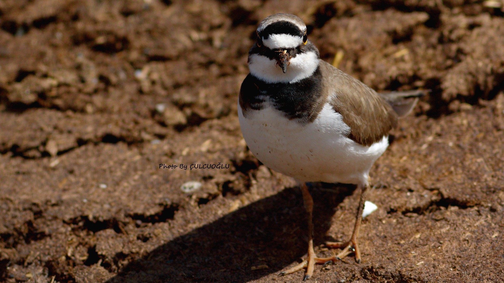 Little Ringed Plover
