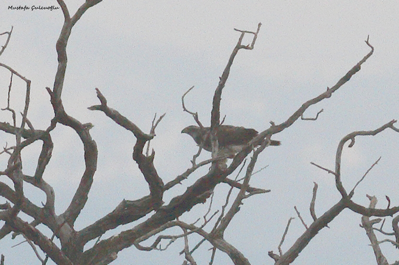Northern Goshawk