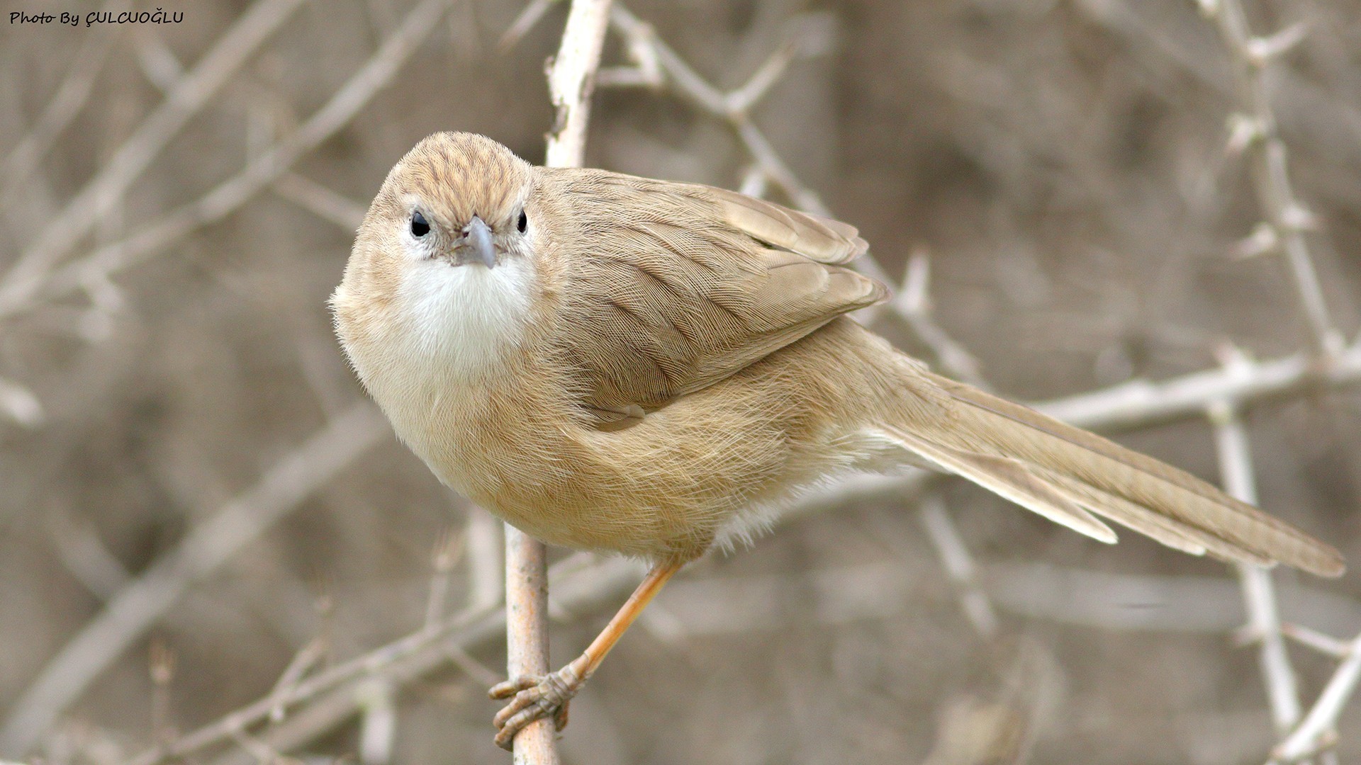 Iraq Babbler