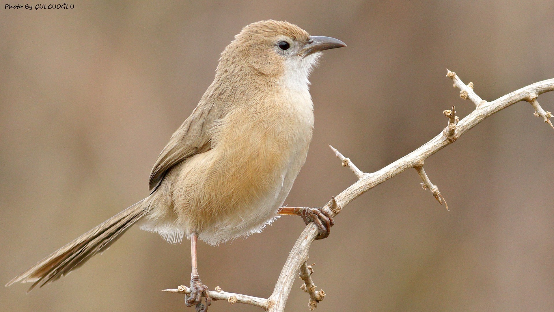 Iraq Babbler