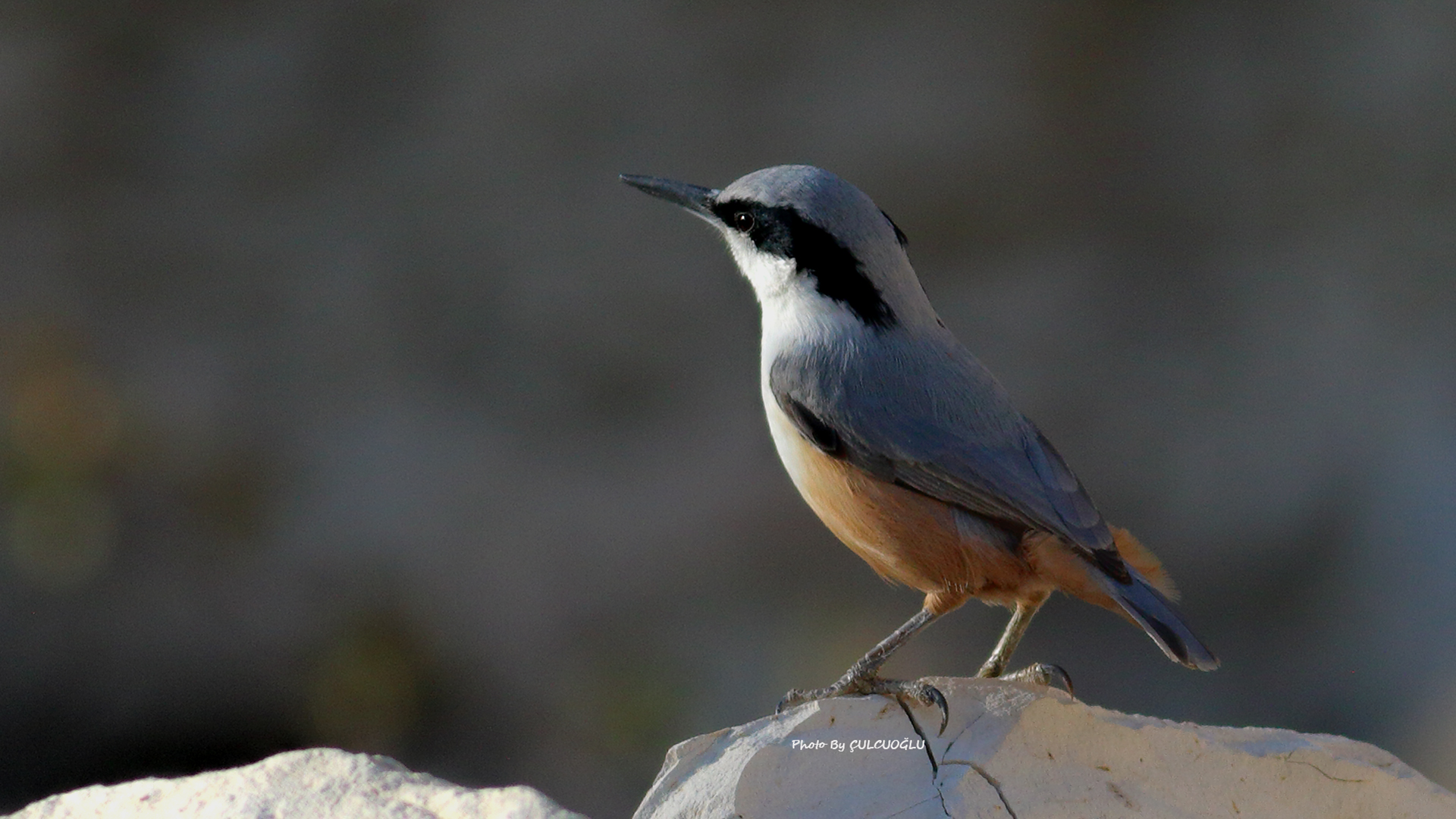 Eastern Rock Nuthatch