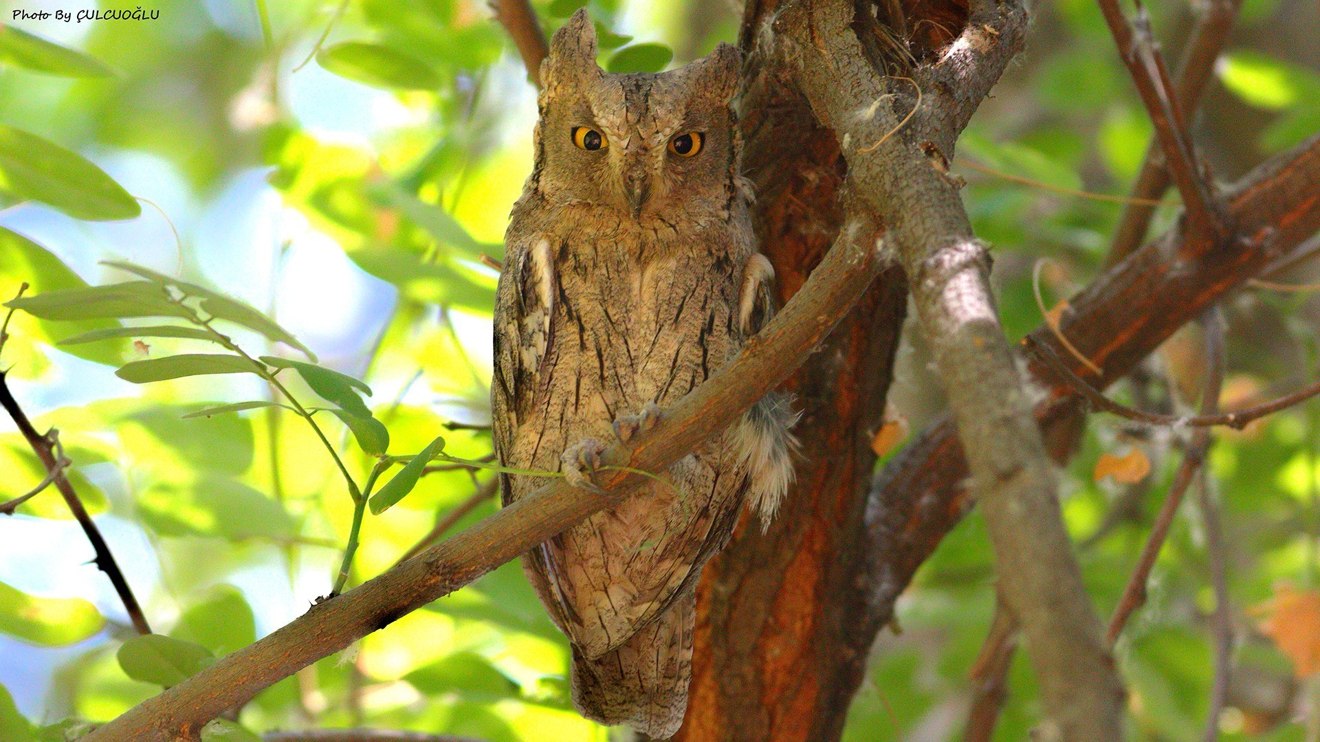 Pallid Scops-Owl — Ana fotoğraf