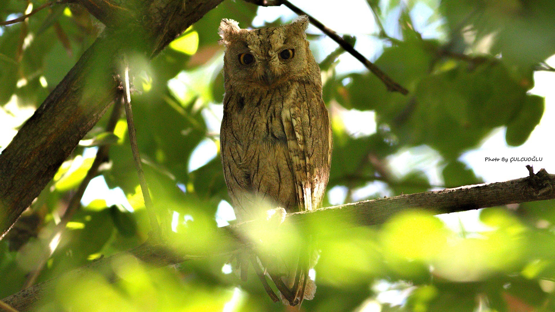 Pallid Scops-Owl
