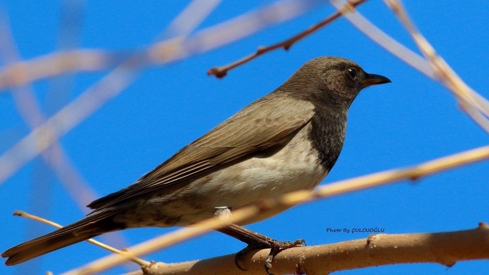 Black-throated Thrush