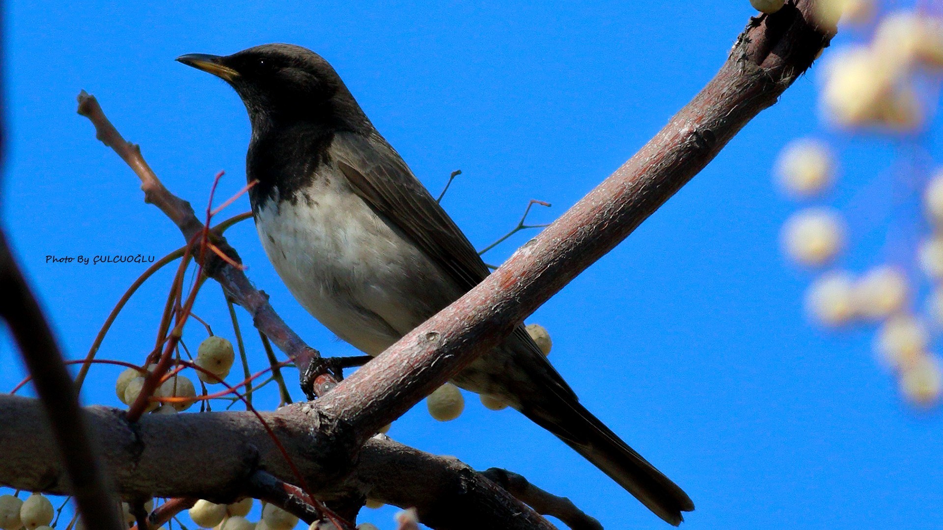 Black-throated Thrush