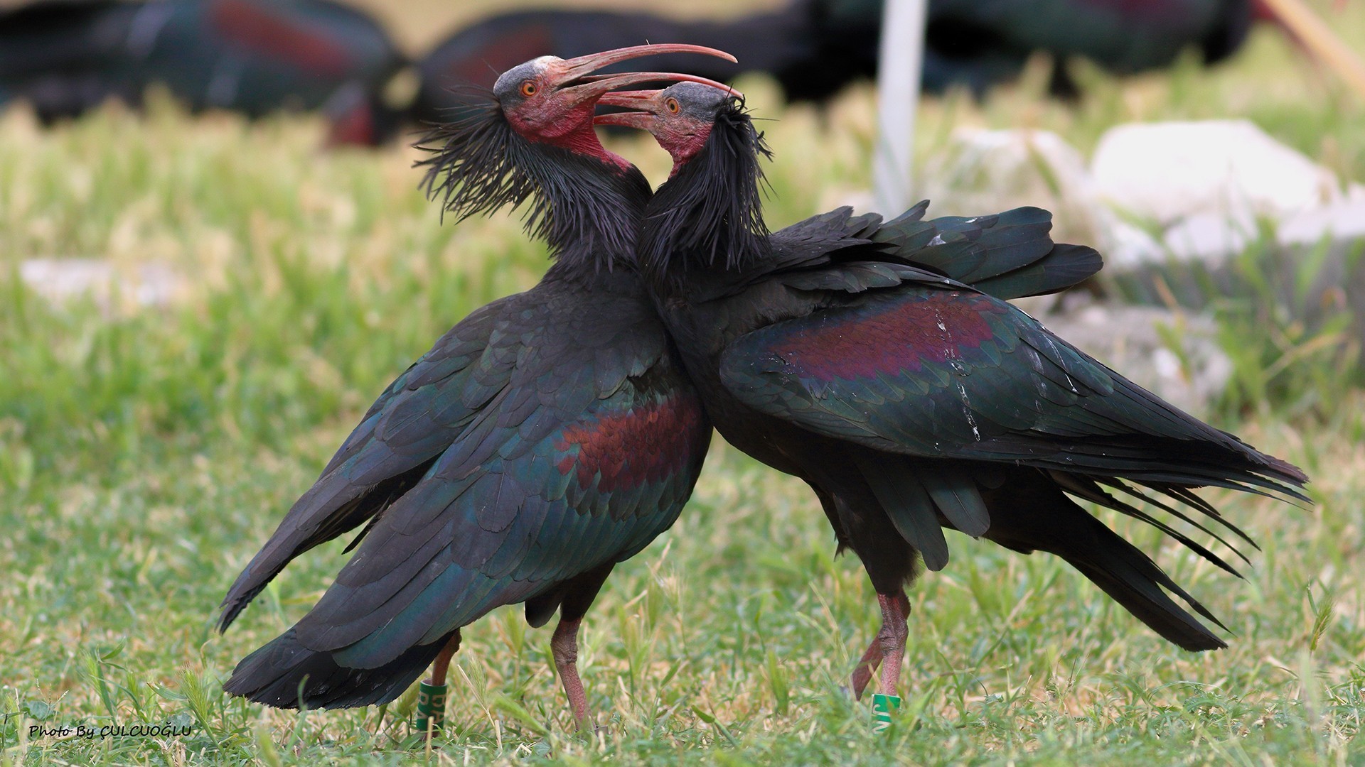 Northern Bald Ibis
