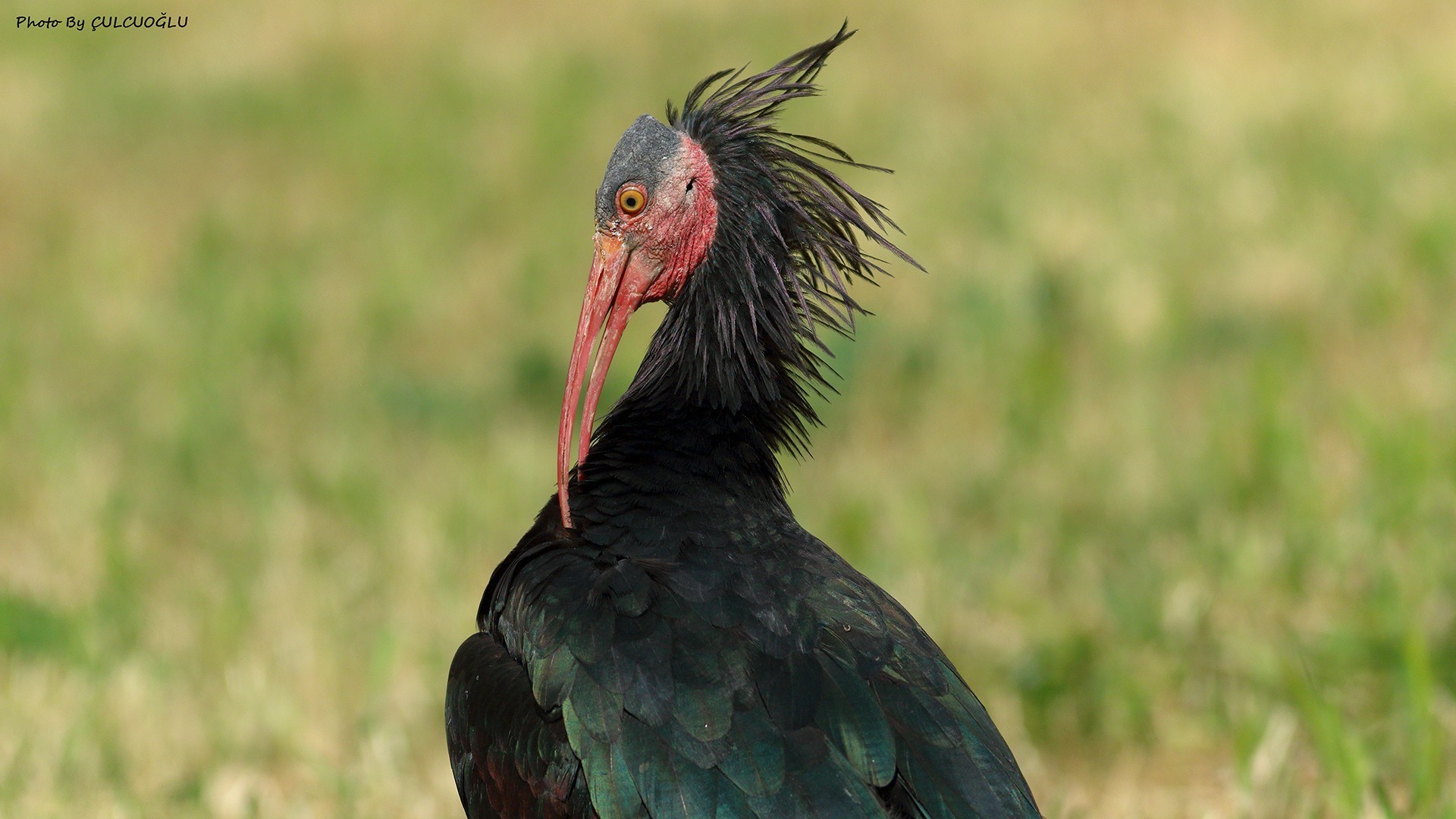 Northern Bald Ibis