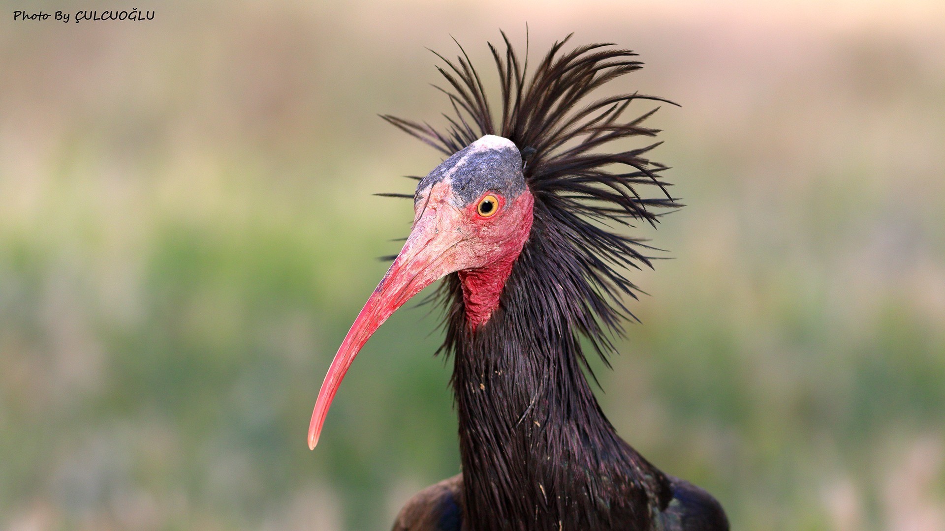 Northern Bald Ibis