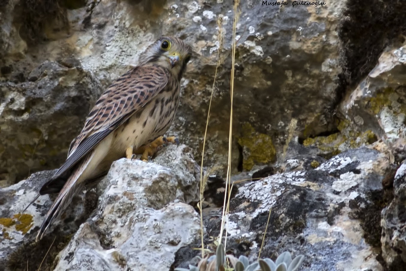 Common Kestrel