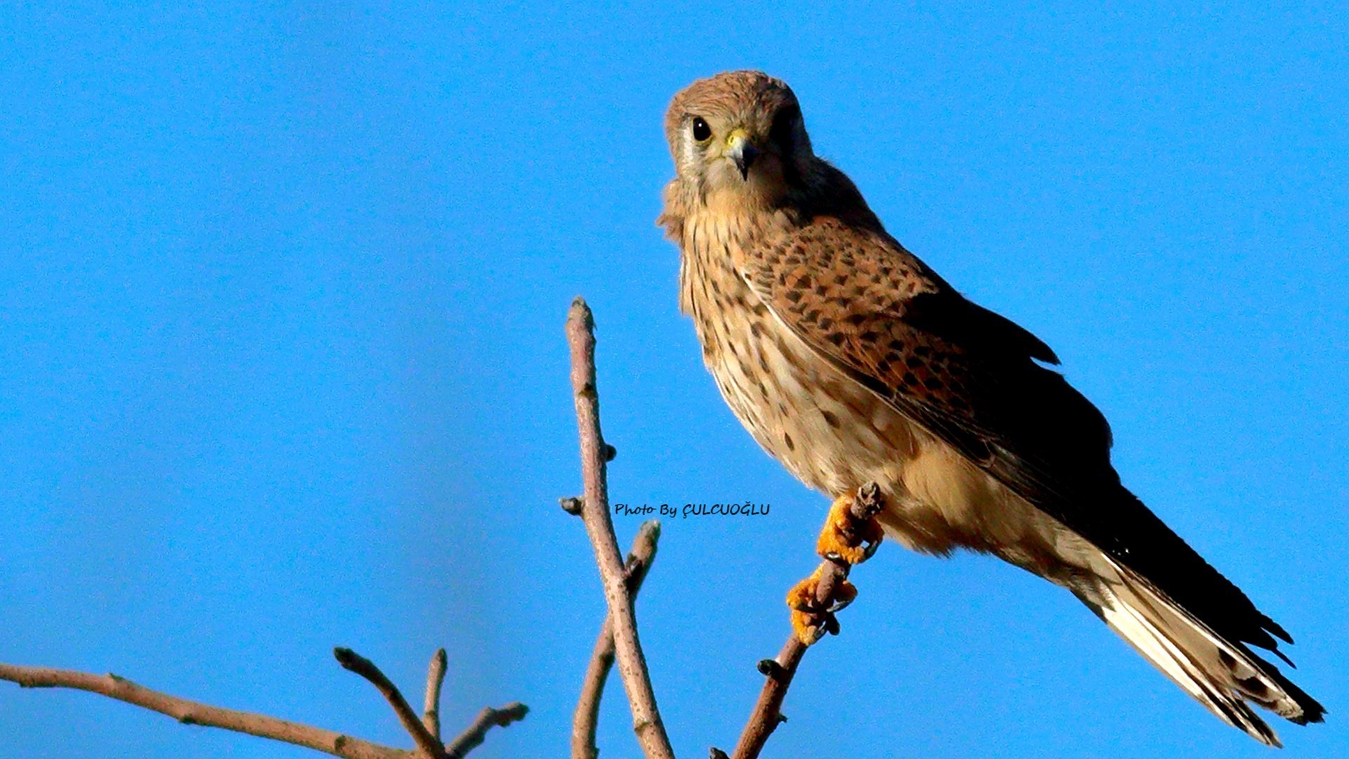Common Kestrel