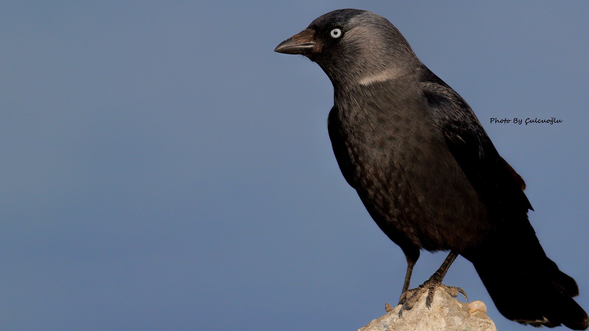 Eurasian Jackdaw