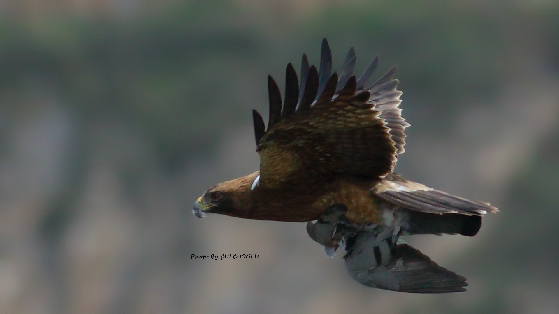 Booted Eagle