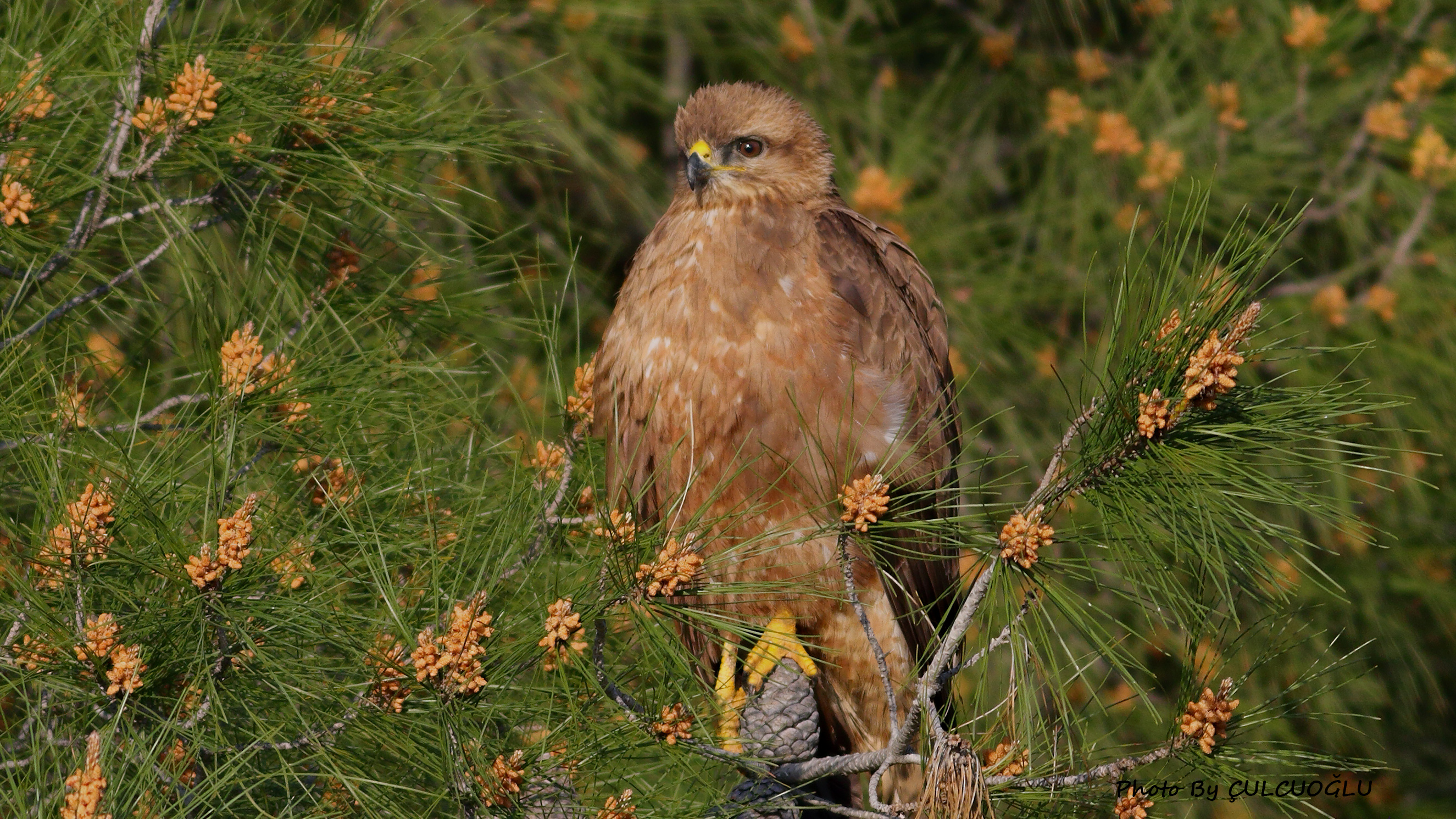Common Buzzard