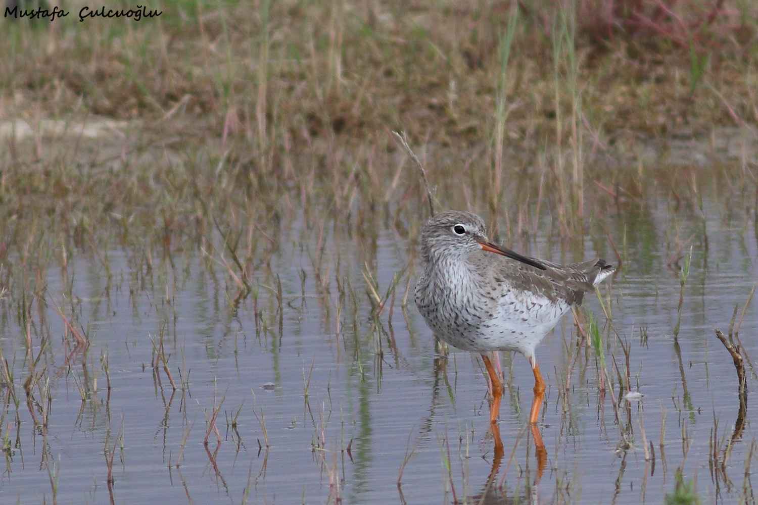 Common Redshank