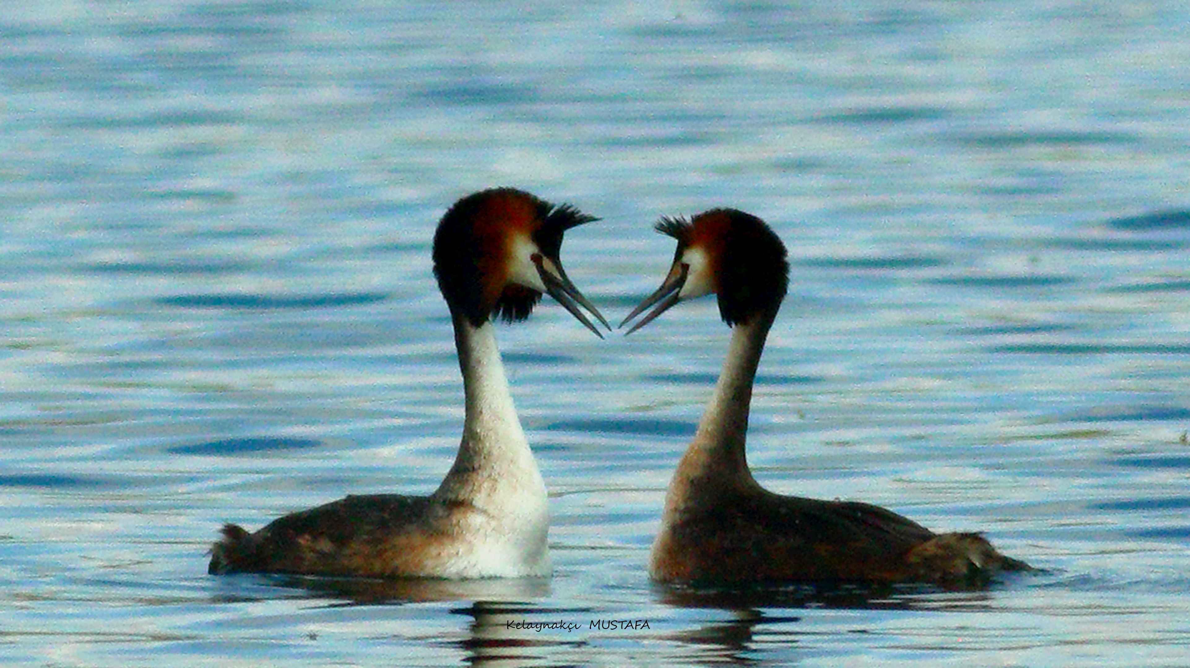 Great Crested Grebe
