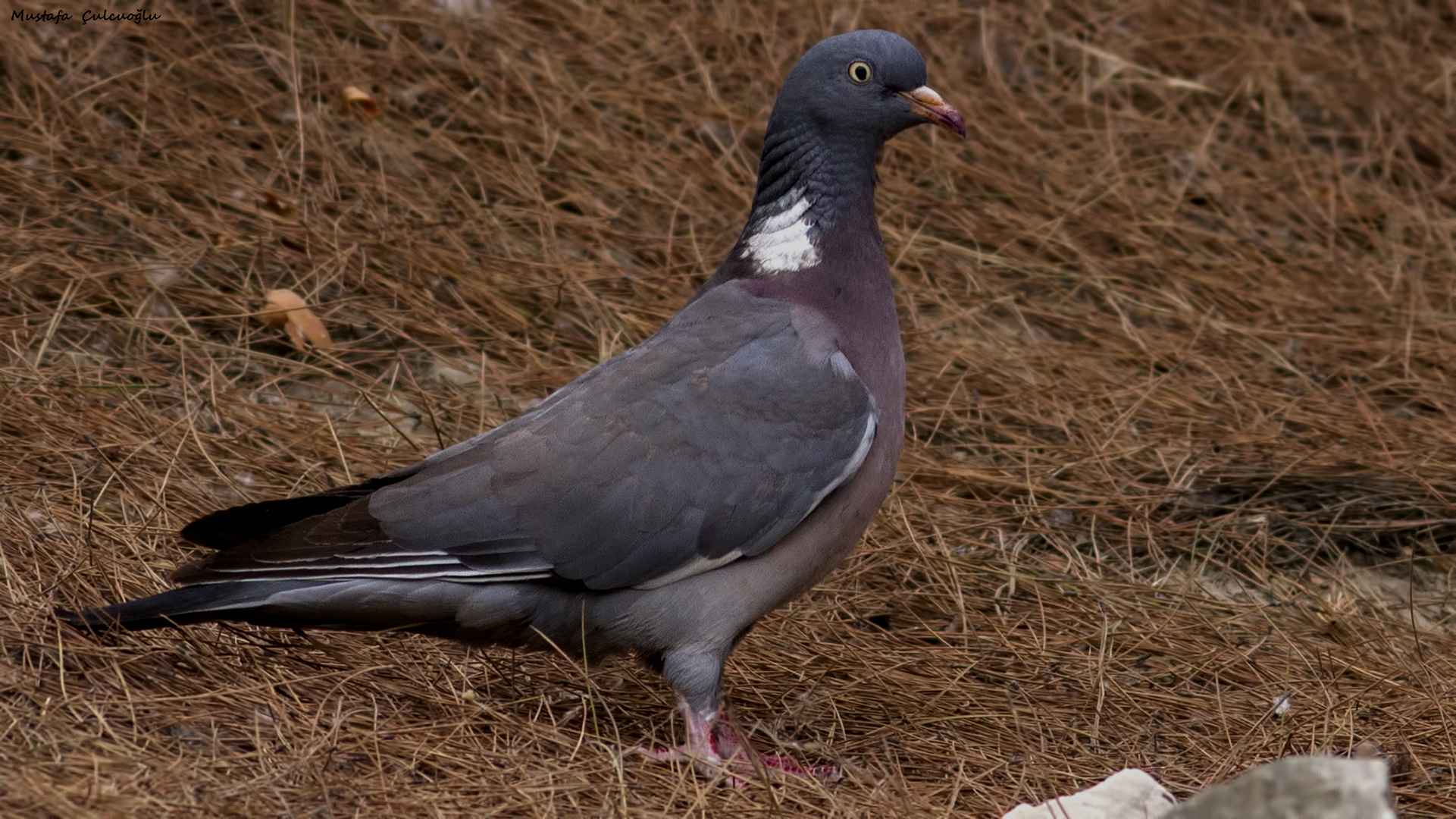 Common Wood-Pigeon
