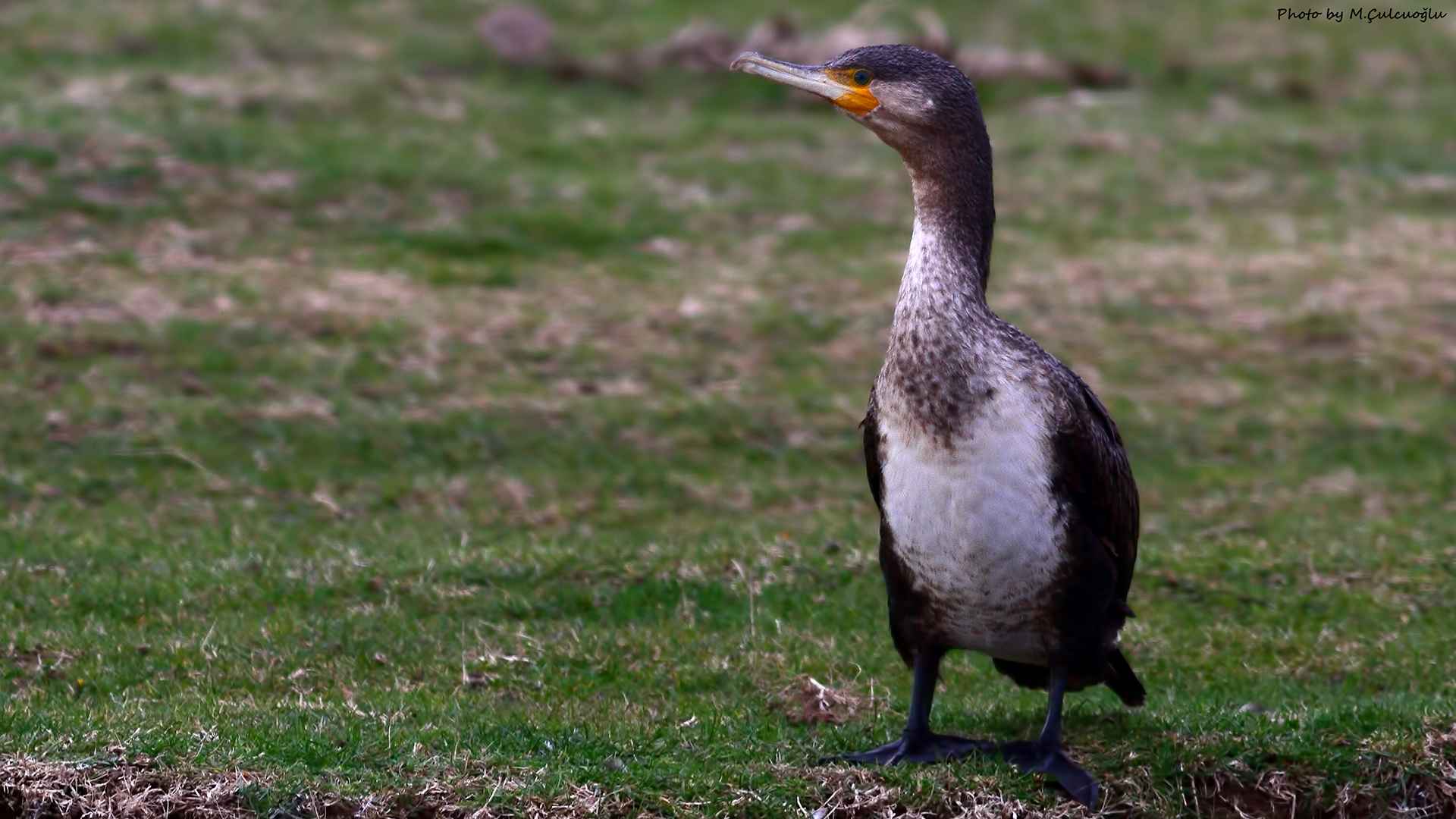 Great Cormorant