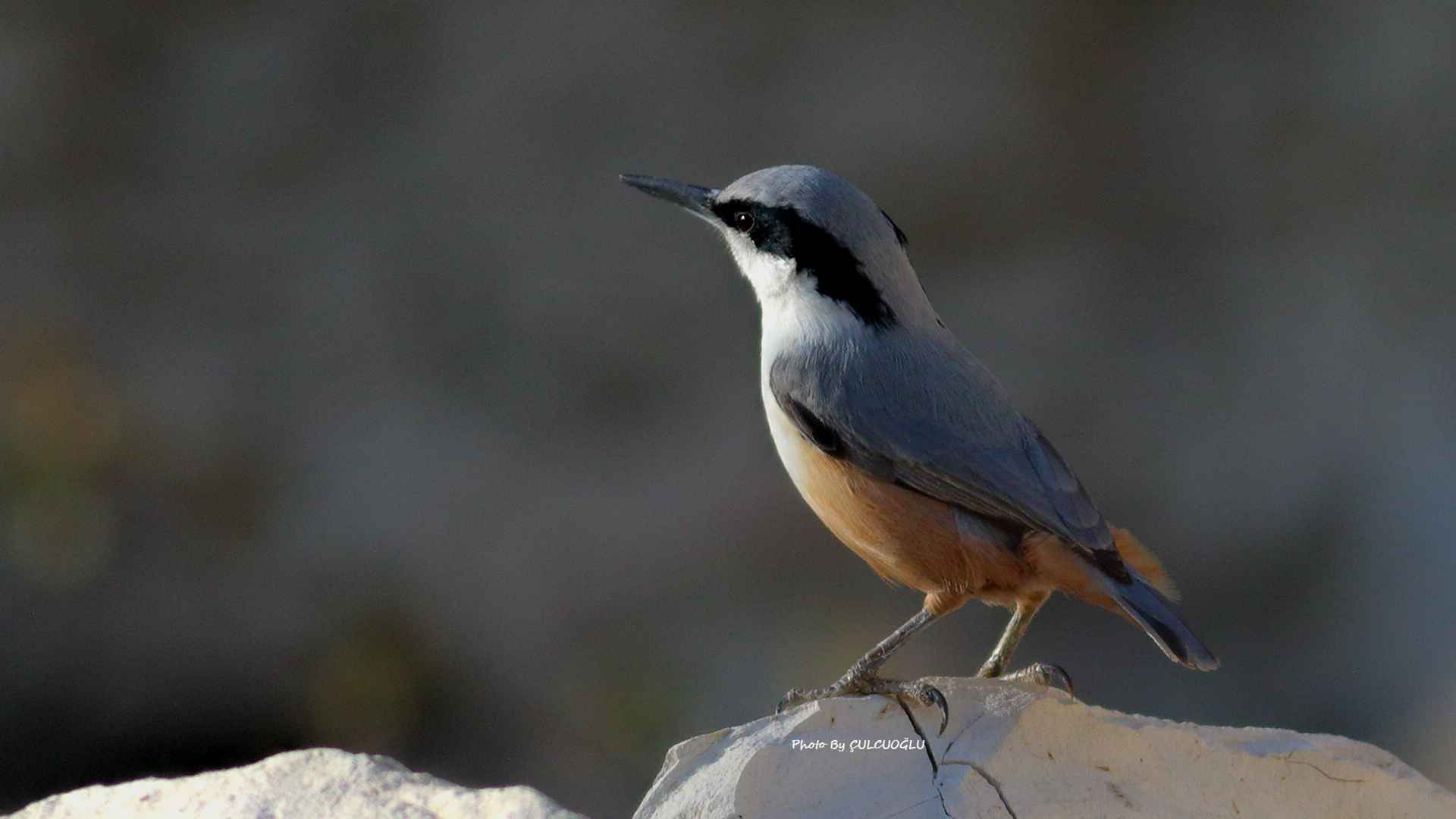 Eastern Rock Nuthatch