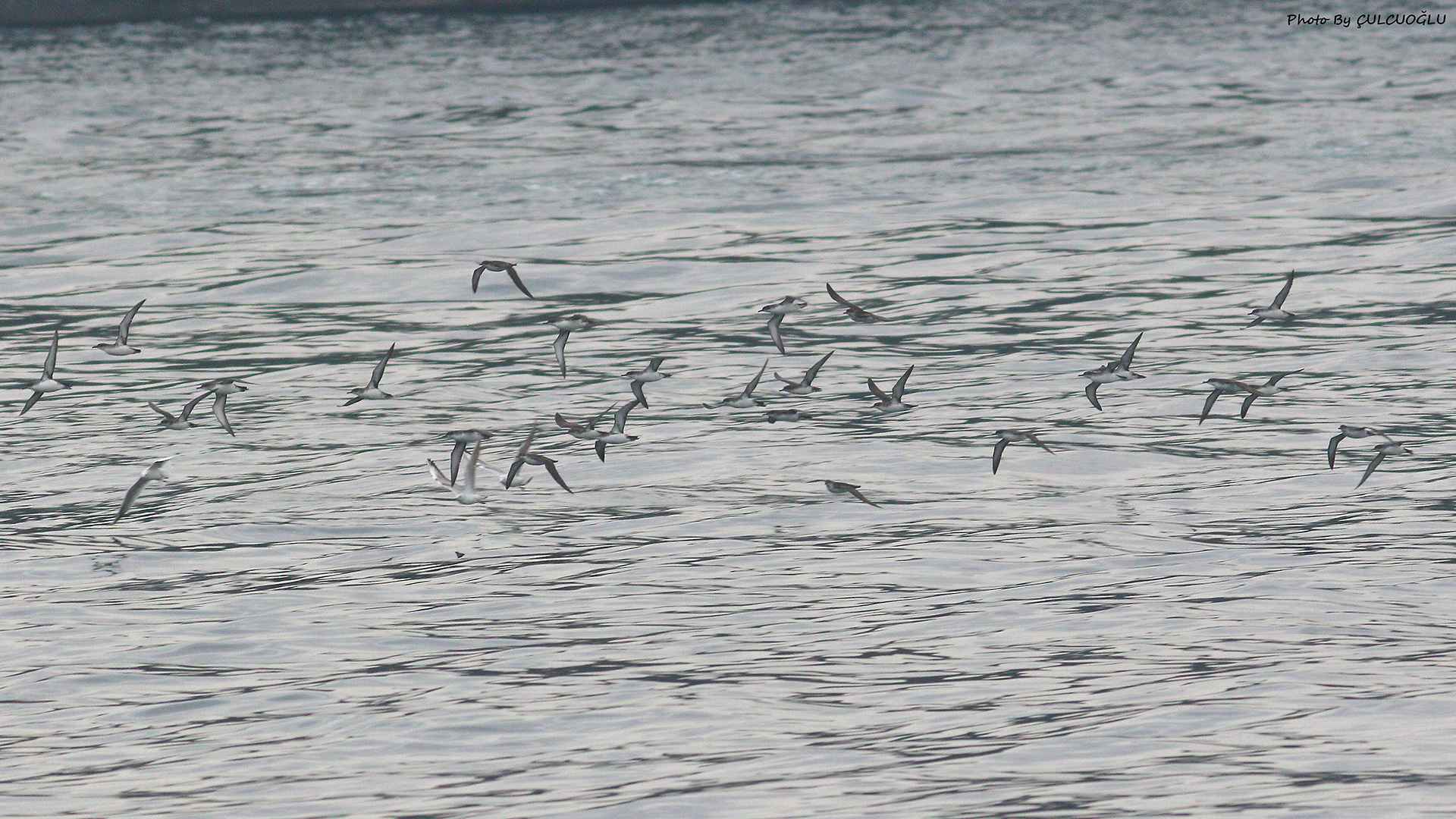 Yelkouan Shearwater