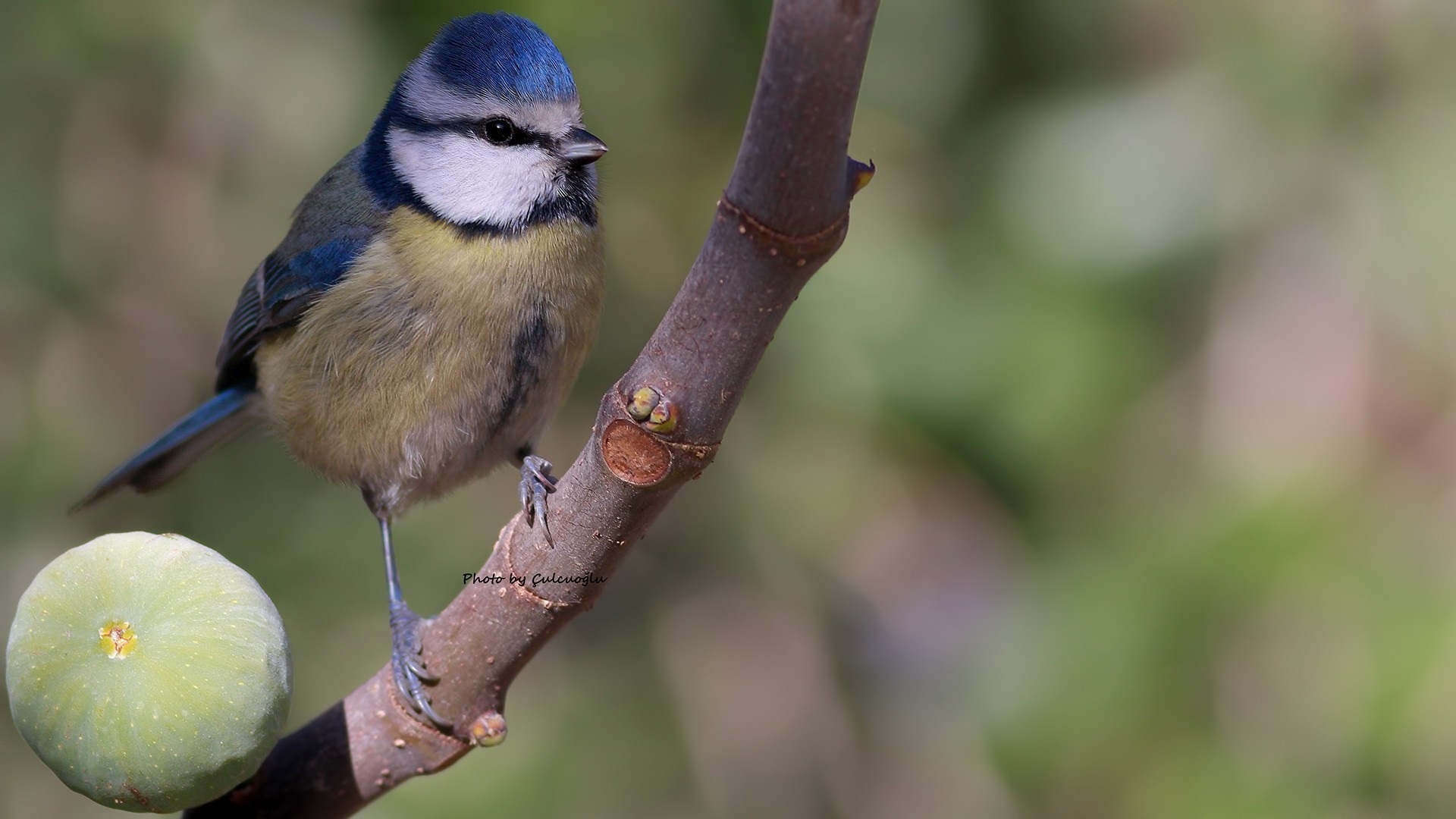 Common Blue Tit