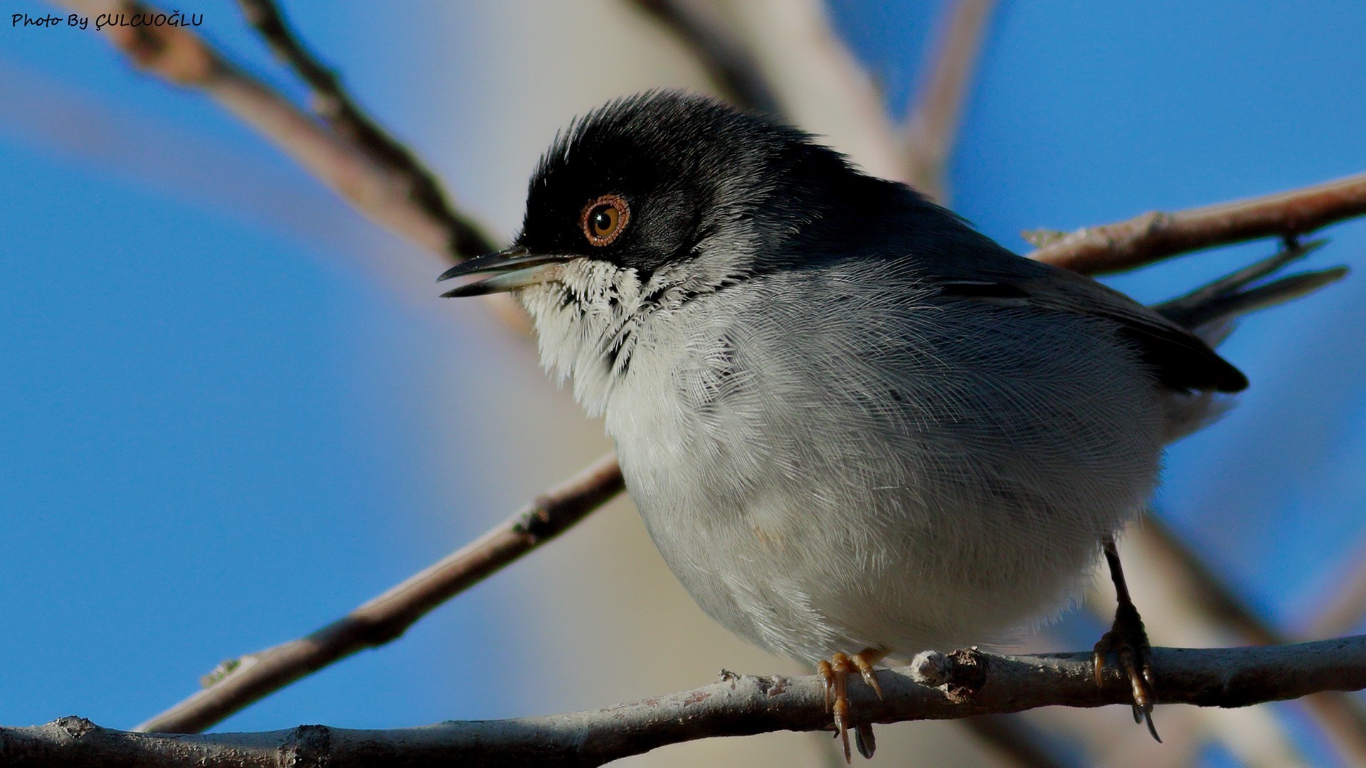 Sardinian Warbler