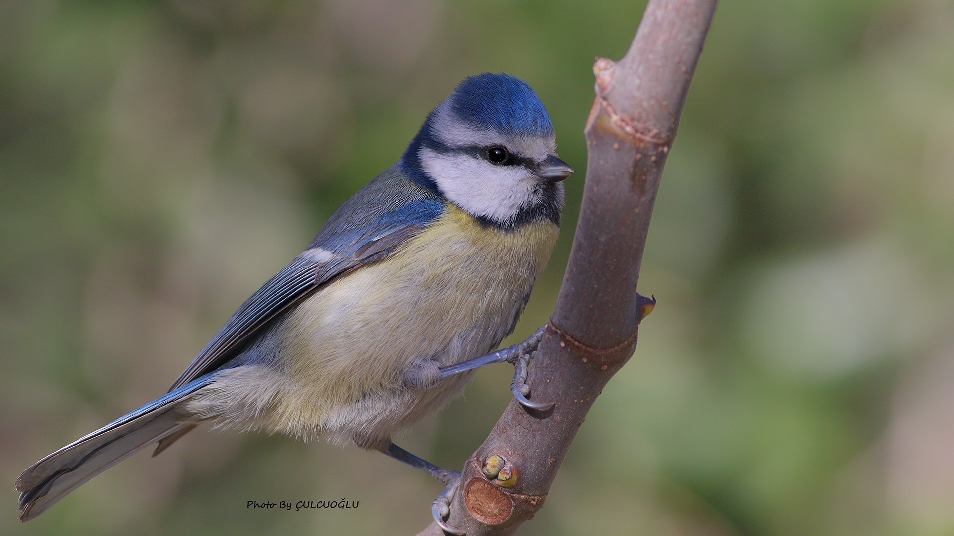 Common Blue Tit