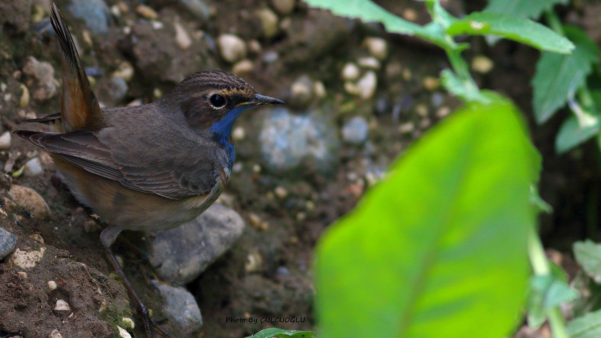 Bluethroat
