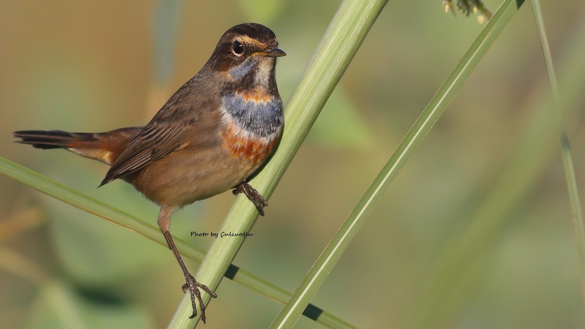 Bluethroat