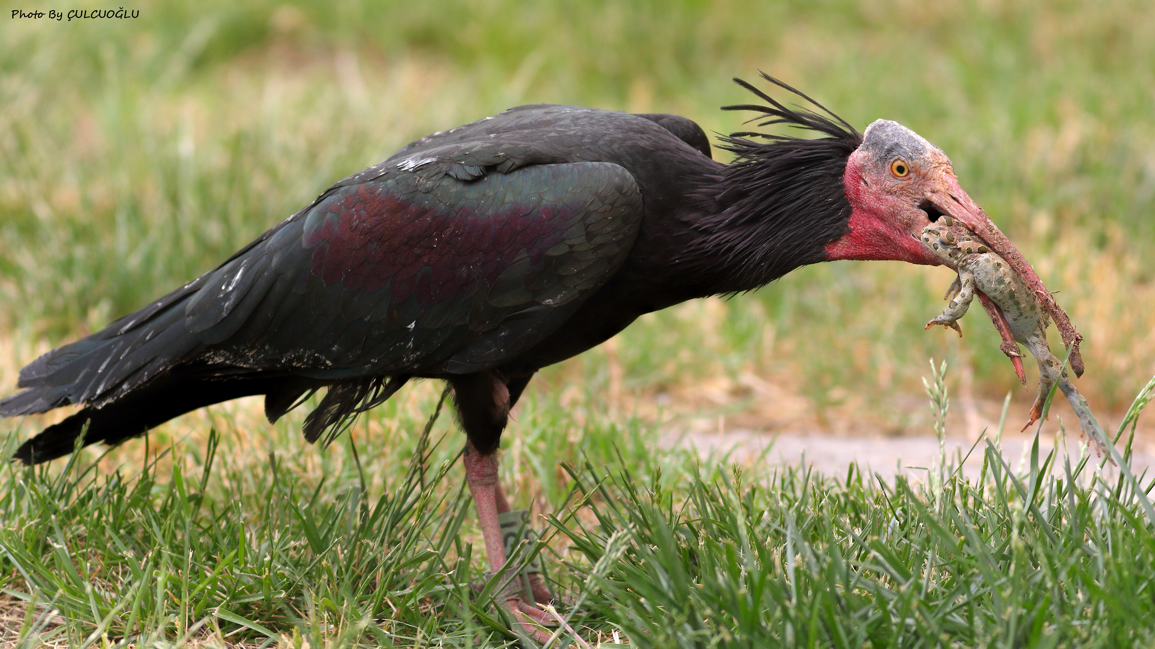 Northern Bald Ibis