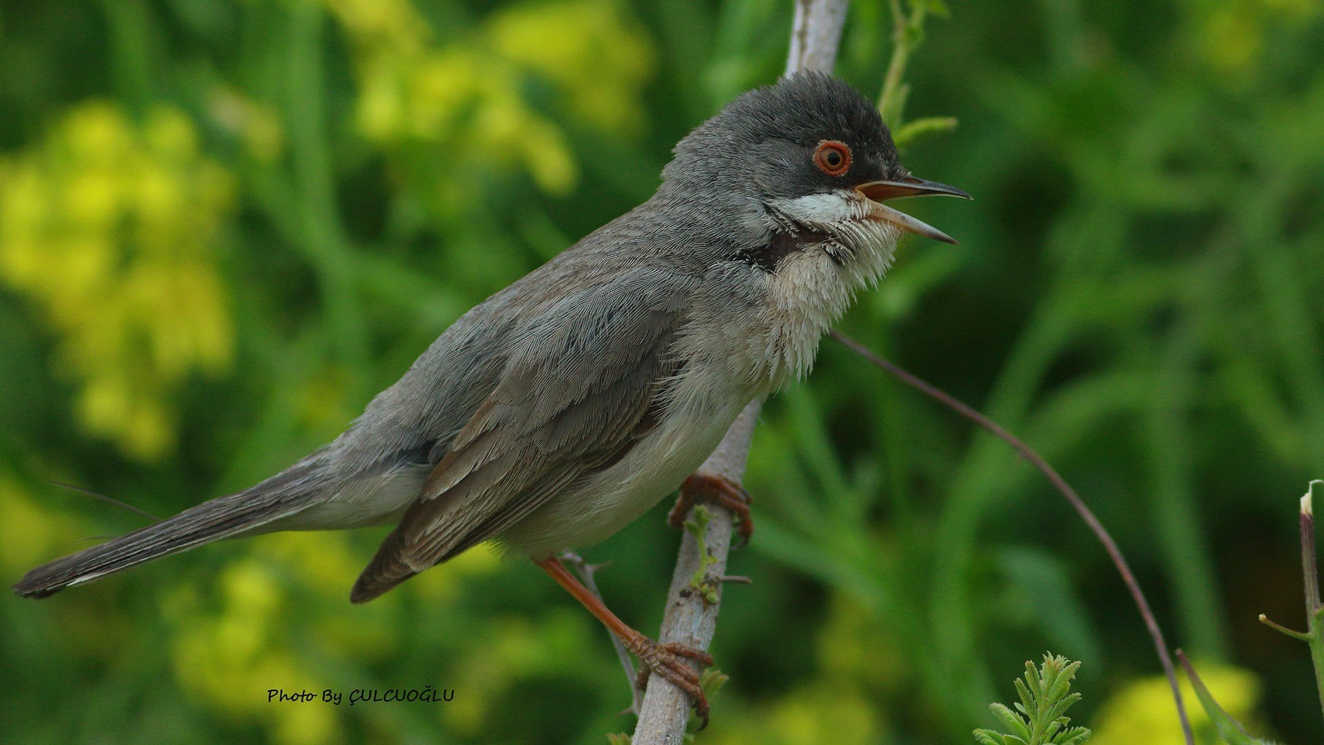 Menetries's Warbler
