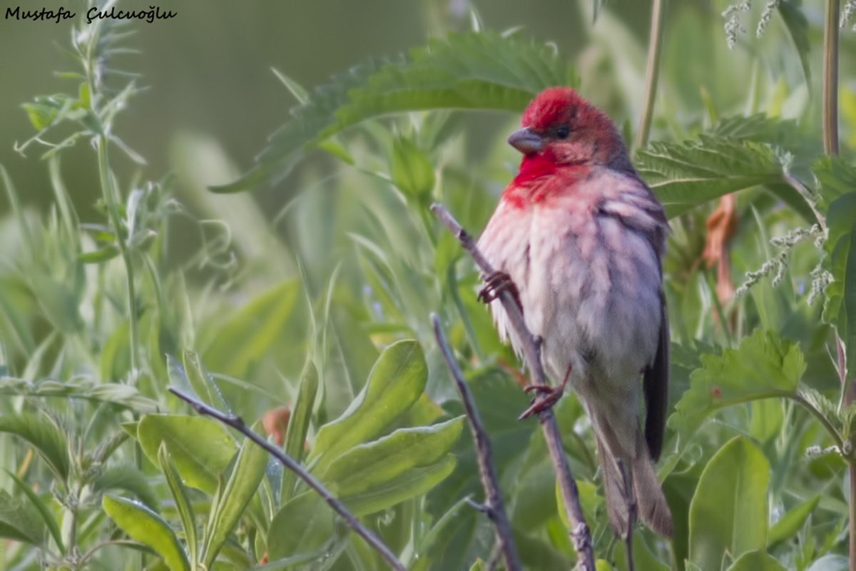 Common Rosefinch