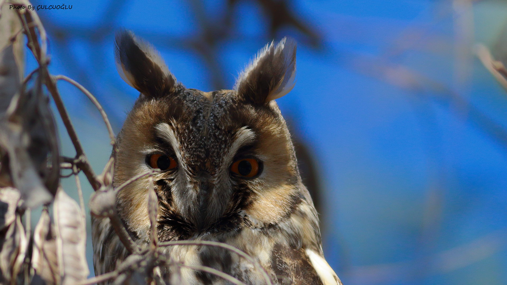 Long-eared Owl