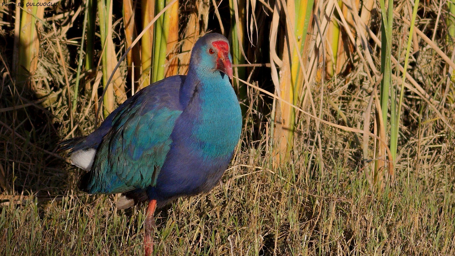 Western Swamphen